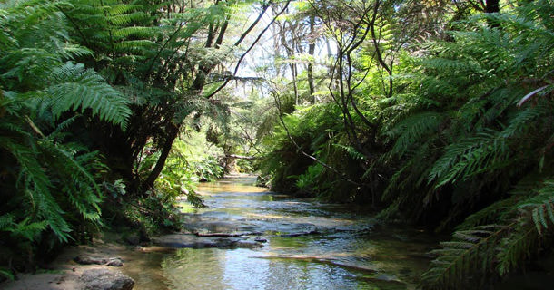 Flora Australii