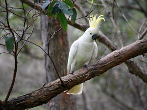 Wycieczka do Royal National Park