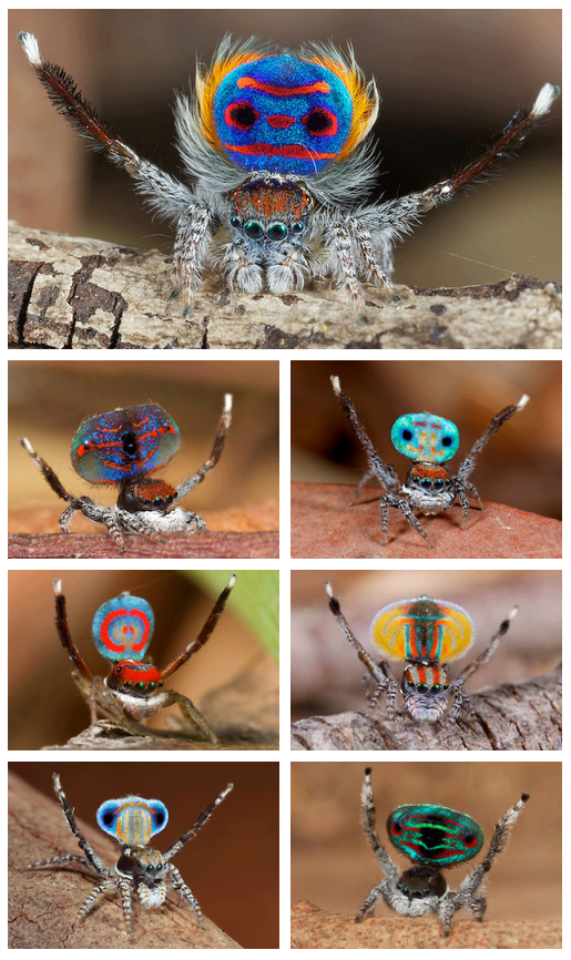 Peacock spiders